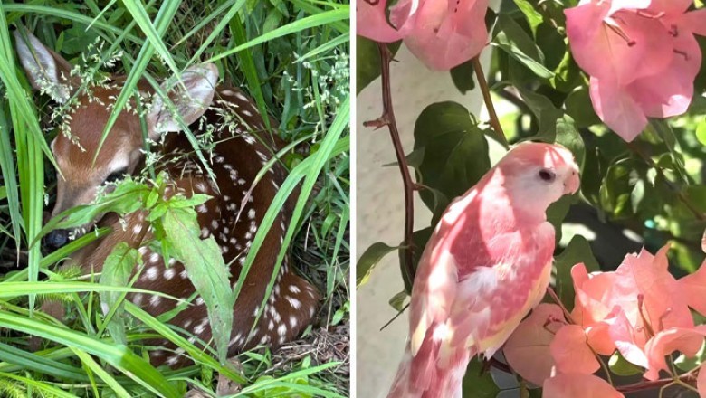 Te zwierzaki są zbyt słodkie dla naszego brutalnego świata