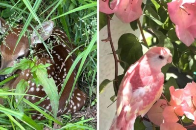 Te zwierzaki są zbyt słodkie dla naszego brutalnego świata