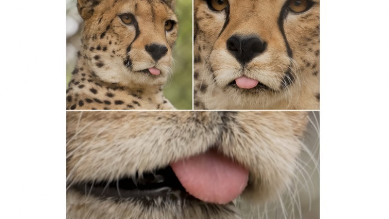 Gepardy - najszybsze drapieżniki świata, które potrafią wyglądać jak słodkie kotki
