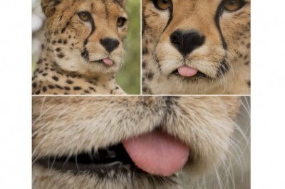 Gepardy - najszybsze drapieżniki świata, które potrafią wyglądać jak słodkie kotki