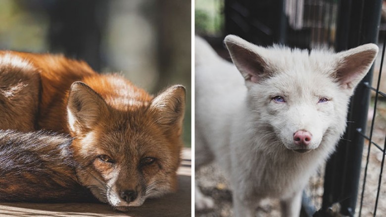 Niezwykła galeria lisów uratowanych  przez ludzi i żyjących w specjalnym sanktuarium