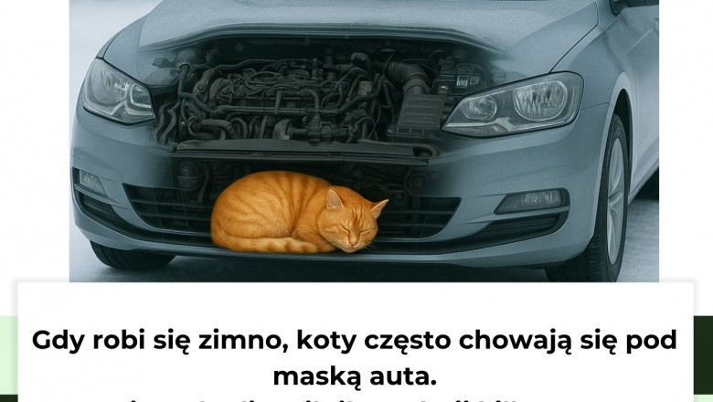 Zima to trudny czas dla zwierząt. Oto jak możesz im pomóc