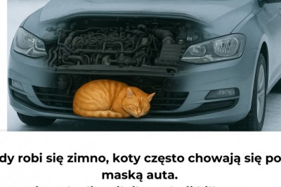 Zima to trudny czas dla zwierząt. Oto jak możesz im pomóc