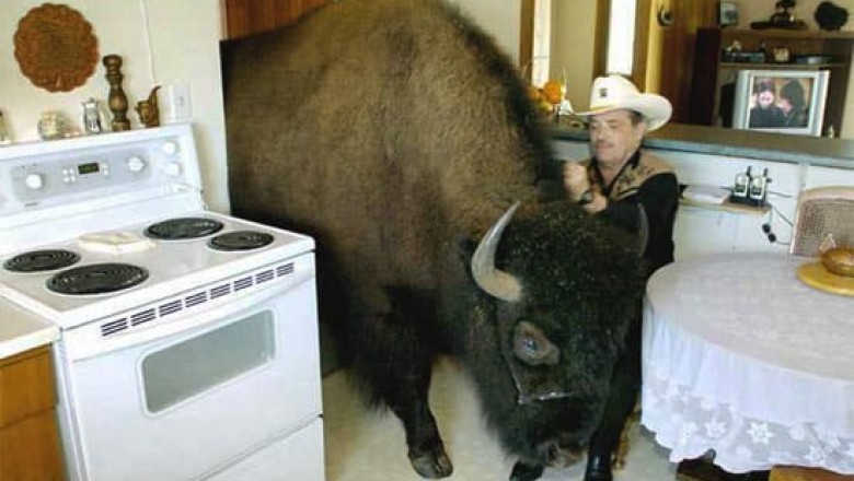 Bizon, który mieszkał jak pies. Historia Bailey’a z Kanady podbija internet