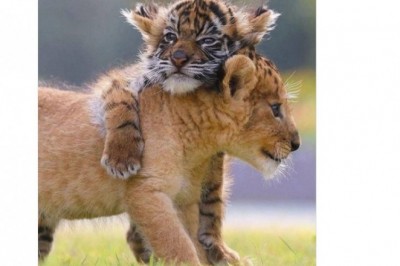 ChatGPT powiedział: Lwiątko i tygrysiątko zostały najlepszymi przyjaciółmi. Niezwykła historia z japońskiego parku safari