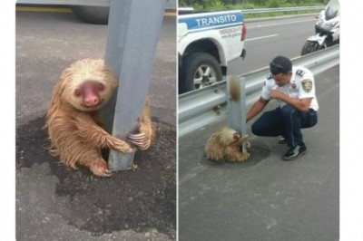 Policjanci z Ekwadoru uratowali przestraszonego leniwca z ruchliwej autostrady. Historia, która podbiła internet