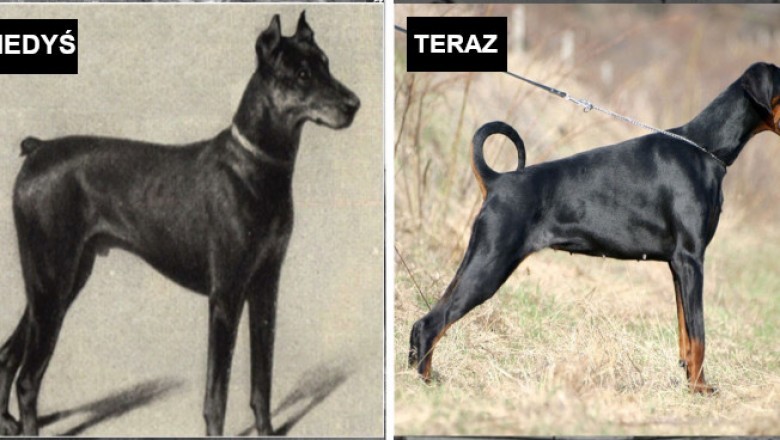 Zdjęcia pokazujące jak zmieniły się  rasy psów na przestrzeni ostatnich 100 lat