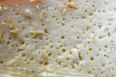 Casu marzu – najbardziej kontrowersyjny ser świata. Dlaczego zawiera żywe larwy?