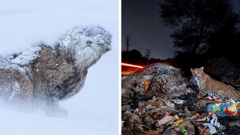 Zapierające dech w piersiach zdjęcia z konkursu Nature inFocus 2025