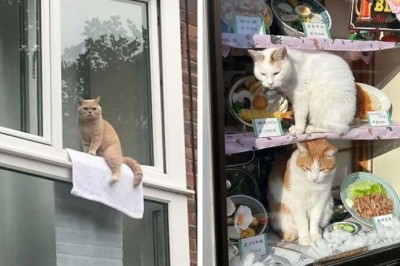 Dostrzegli koty siedzące w naprawdę dziwnych miejscach i musieli zrobić im zdjęcia