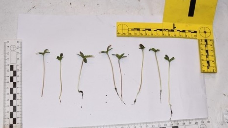 „Ogromna” plantacja marihuany ujawniona przez policjantów z Dębna. Ilości są szokujące