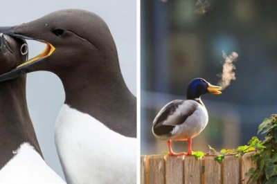 Najzabawniejsze zdjęcia dzikiej przyrody 2025 zostały wybrane i musisz je zobaczyć