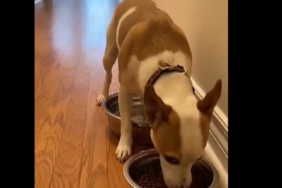 Nic dziwniejszego dzisiaj nie zobaczysz. To nagranie ciężko obejrzeć tylko raz