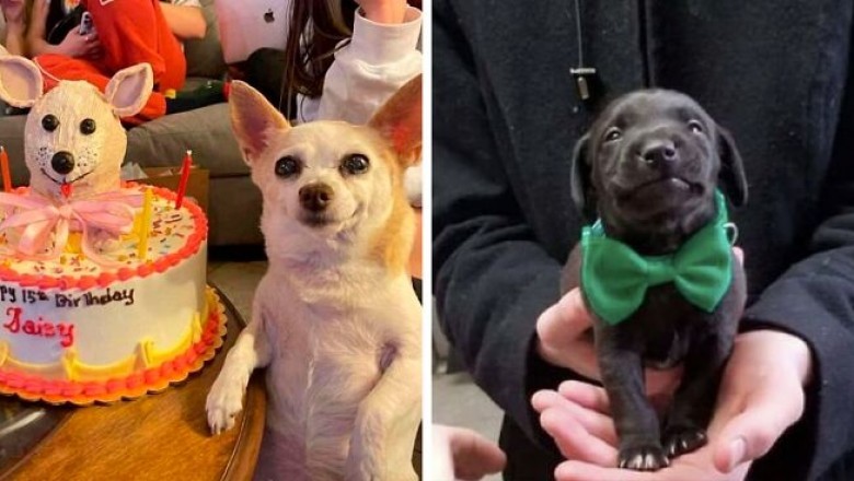 Podzielili się najsłodszymi, najbardziej uroczymi i rozczulającymi zdjęciami swoich pupili