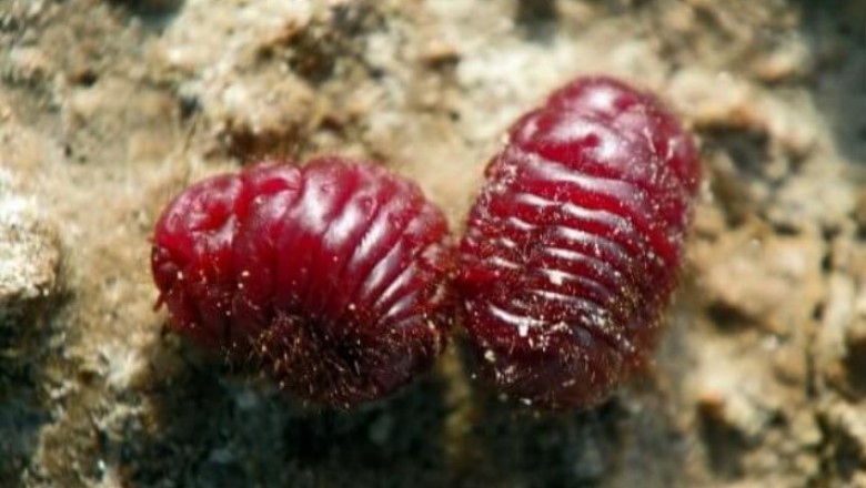 Czerwony barwnik z owadów. Gdzie stosuje się koszenilę