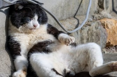 Fotograf, który pokazał bezdomne koty jak bohaterów z bajki