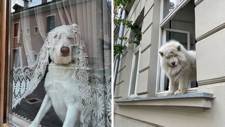 Te psy widziały więcej niż twoja sąsiadka z 3 pietra,  czyli galeria słodkich podglądaczy