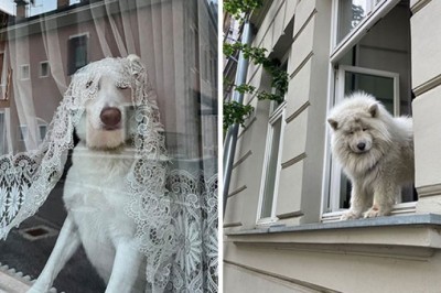 Te psy widziały więcej niż twoja sąsiadka z 3 pietra,  czyli galeria słodkich podglądaczy