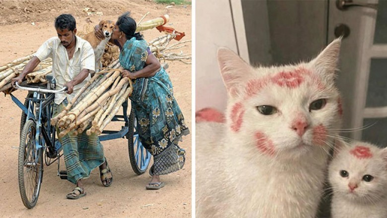 „Ważne zdjęcia zwierzaków” to zbiór fotografii przecudownych zwierząt różnych gatunków.