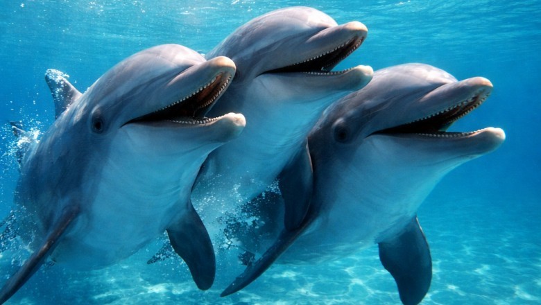 Ponadczasowa przyjaźń w oceanie. Samce delfinów potrafią tworzyć „sojusze” na lata