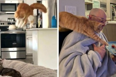 Te zdjęcia udowadniają, że Rude Koty zasługują na swoją opinie