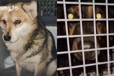 Nocna ewakuacja schroniska w Sobolewie. W sieci pojawiły się nagrania z akcji, a na miejscu zapanował chaos