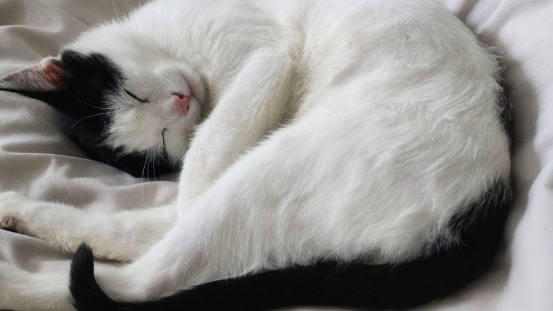 Matka nagrywała, jak 7-latka krzywdzi kota. Sąd wydał wyrok w głośnej sprawie