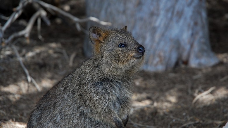 Uśmiechnięty egoista z antypodów: Prawdziwe oblicze qokki