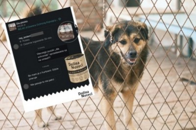 Skandal z psią karmą dla schronisk. Ktoś zaczął ją wystawiać na Vinted