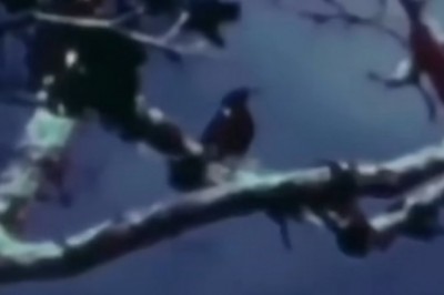 Najsmutniejsze nagranie w historii. Ostatni żyjący samiec Kauaʻi nawołuje partnerkę, ale nikt nigdy mu nie odpowiedział.